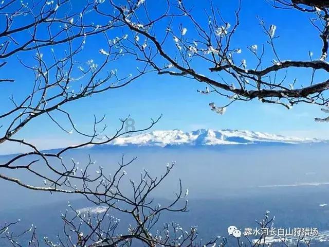 拯救巧虎4